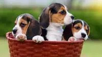 Charming Beagle puppies for families seeking a different breed in Bangalore
