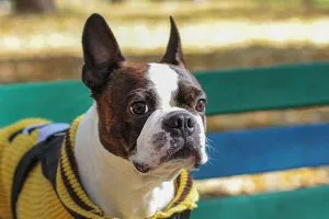 Charming Boston Terrier with expressive eyes, a compact and adaptable companion.