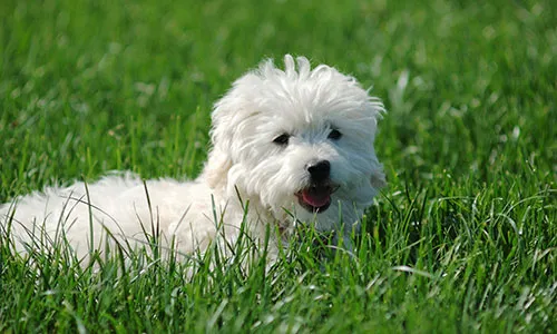Charming Maltese Terrier with its flowing white hair