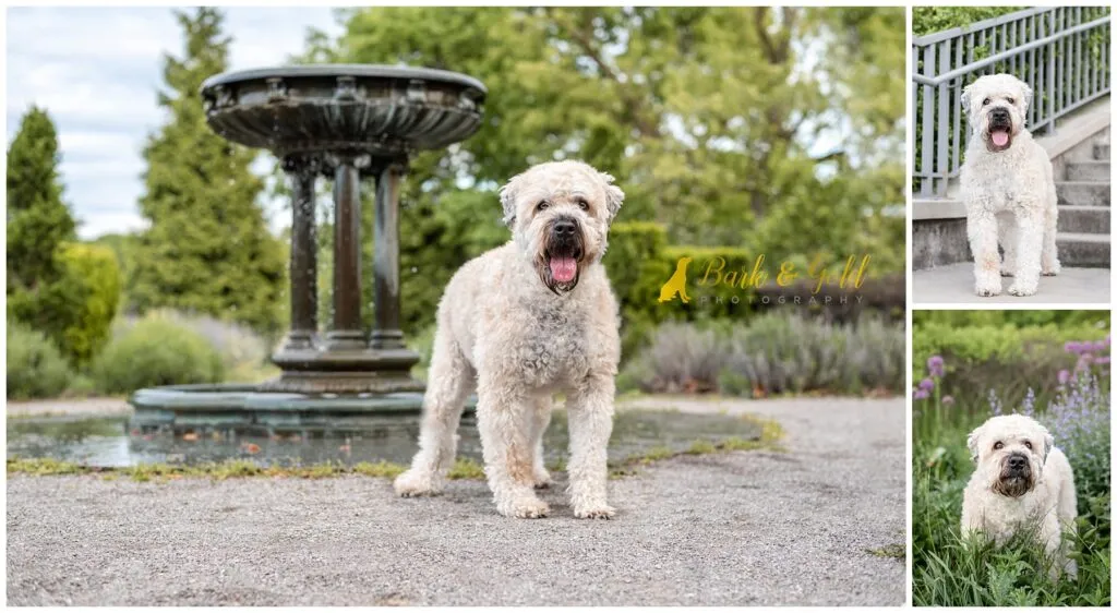 Charming picture of a Soft Coated Wheaten Terrier playing by a fountain at Phipps Conservatory