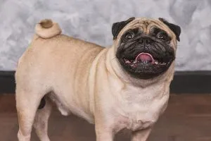 Charming Pug with a wrinkled face, a friendly and compact companion.