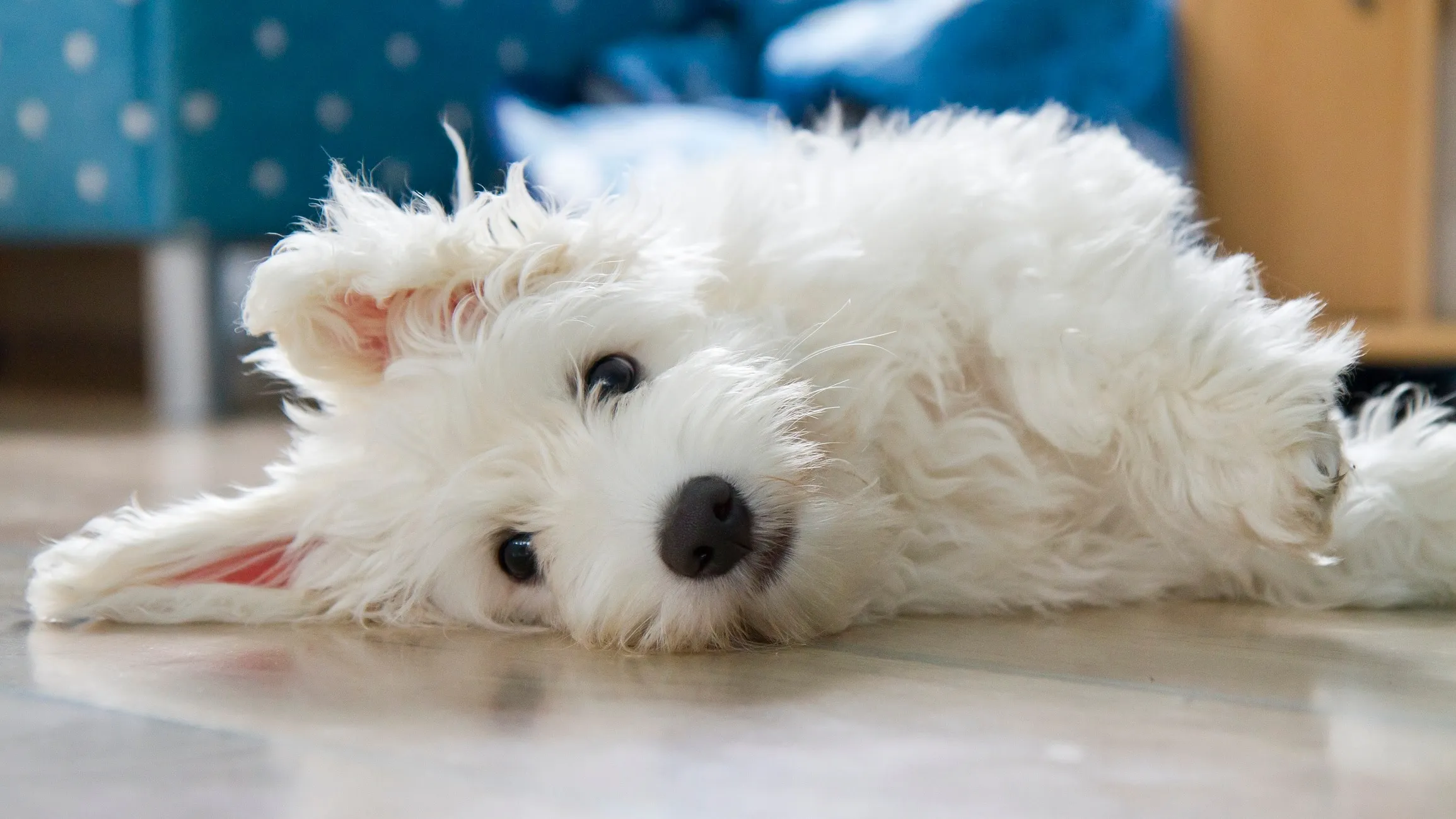 Charming small white Coton de Tulear dog with fluffy fur lying on a wooden floor, an easygoing and friendly companion dog breed popular in Indian homes