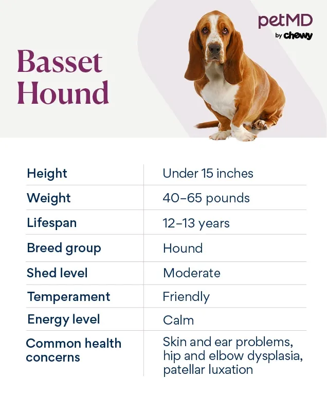 chart depicting a basset hound