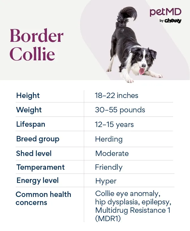 chart depicting a border collie dog