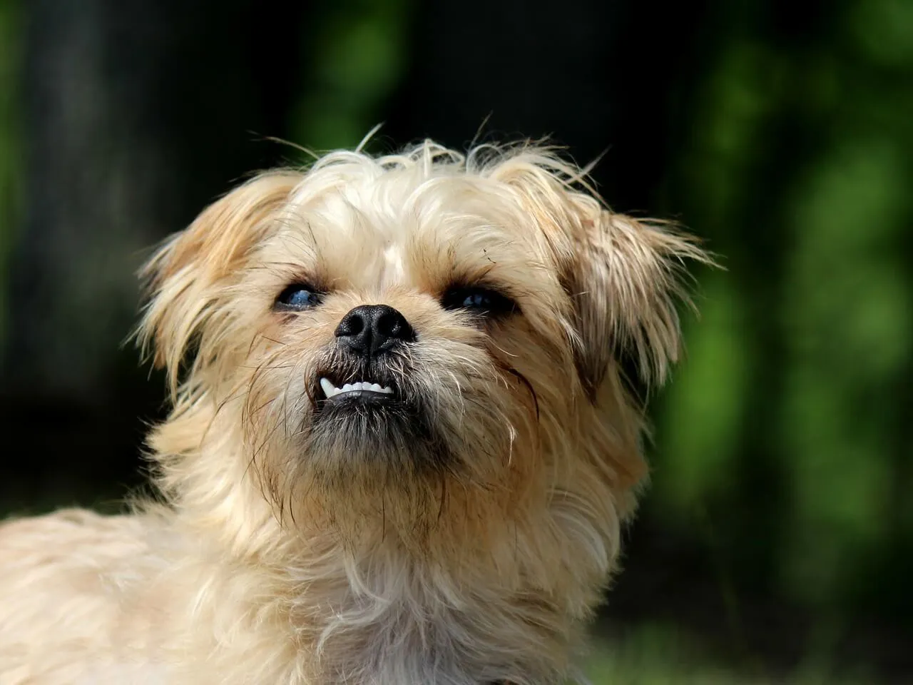 Cheerful Brussels Griffon