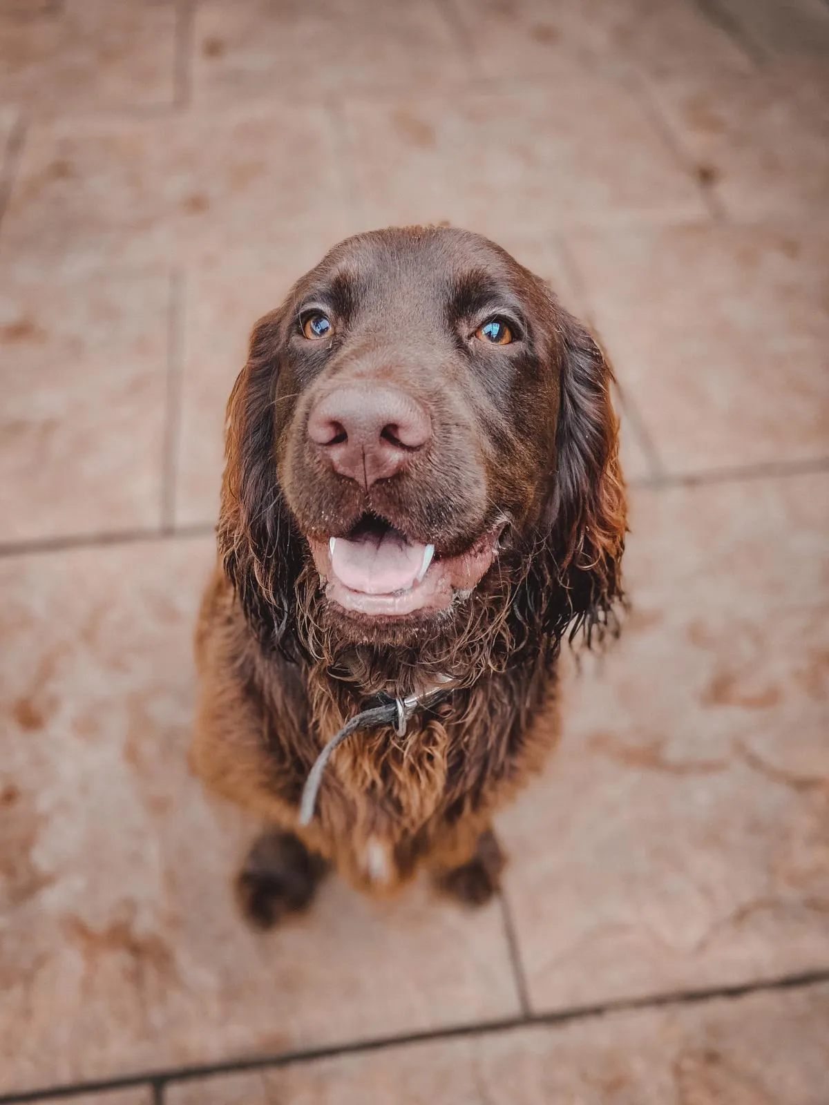 Chester, a happy golden retriever, comfortably napping after an exciting day at Daily Dog Digs