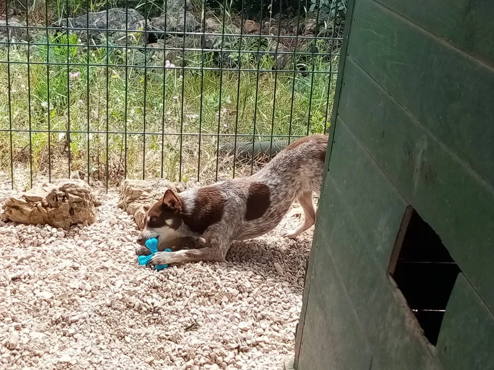 Chica, a dog, holding a red Nylabone Extreme Tough Dog Chew Toy X-Bone