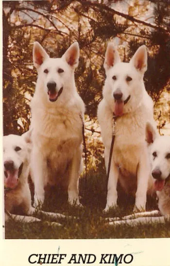 Chief and Kimo, majestic German Shepherds showcasing their beauty and strength.
