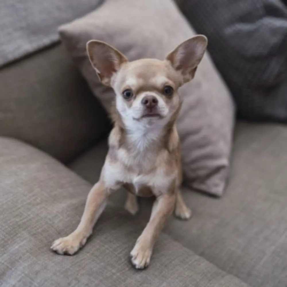 Chihuahua dog standing alert