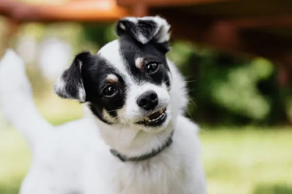 Chihuahua dog with head tilted, representing a pet owner's concern about canine health issues like megaesophagus