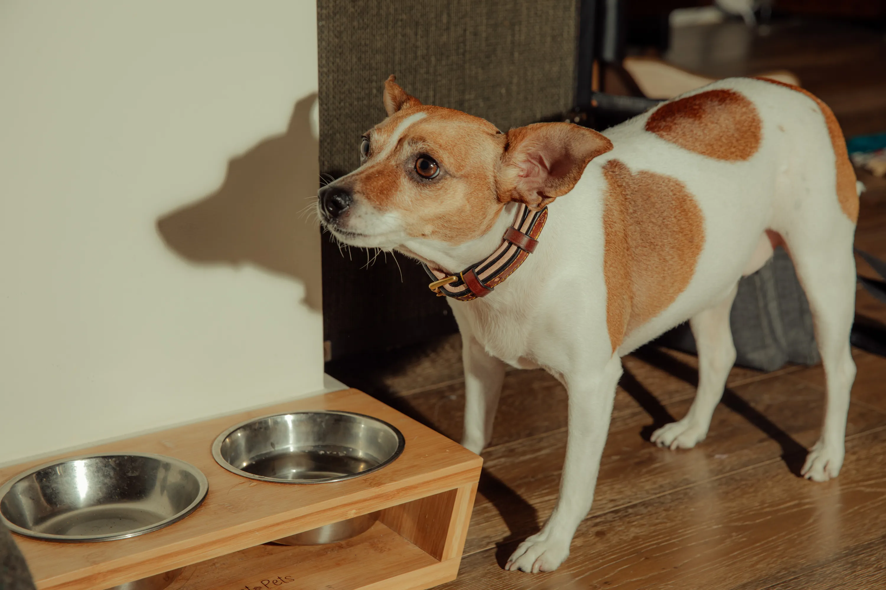 Chihuahua mix Valentina at her home in New York City.