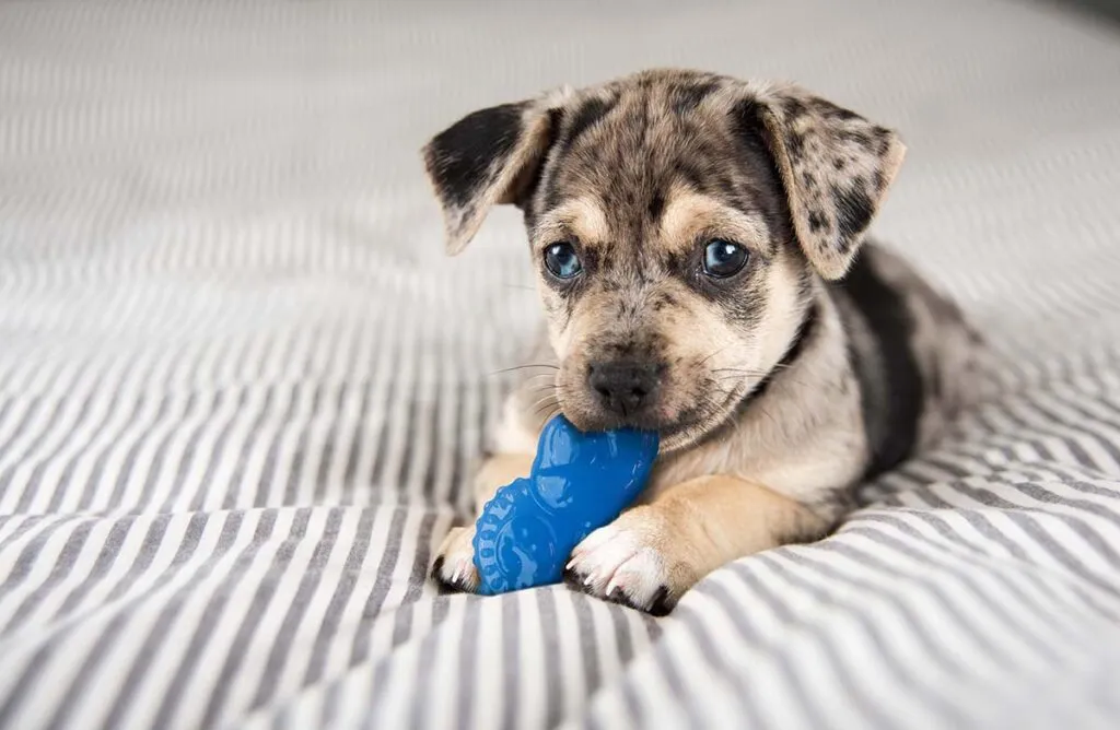 Chihuahua puppy chewing on a Petstages teething stick, designed as a durable chew toy for dental health.