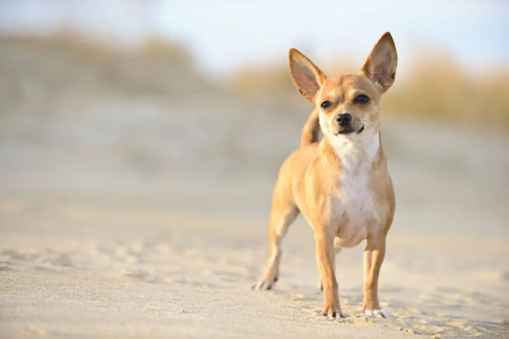 Chihuahua puppy playing on the beach, happy and energetic, highlighting the need for stimulating chew toys.