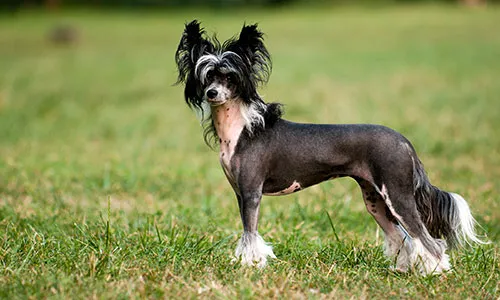 Chinese Crested, a sweet and slender companion dog with spotted pink skin and a distinctive &quot;crested&quot; hairdo, known for being frolicsome, ultra-affectionate, and low-shedding.