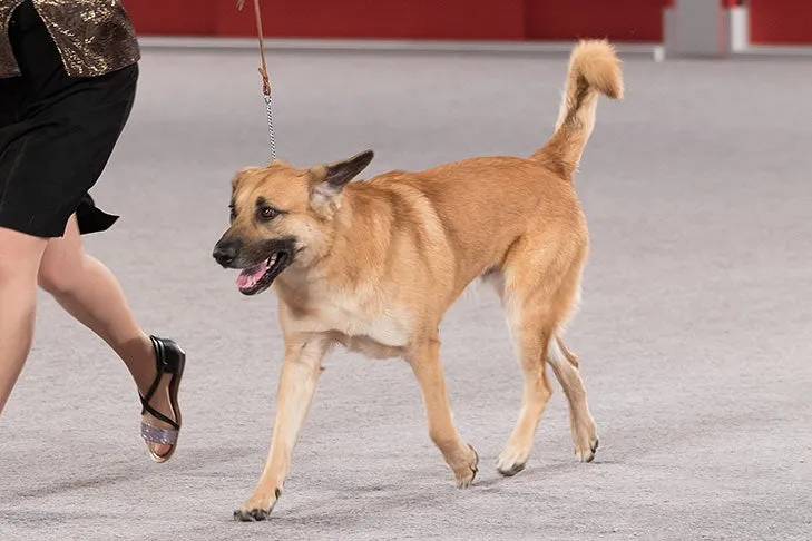 Chinook at the 2016 AKC National Championship, representing its American sled dog heritage.