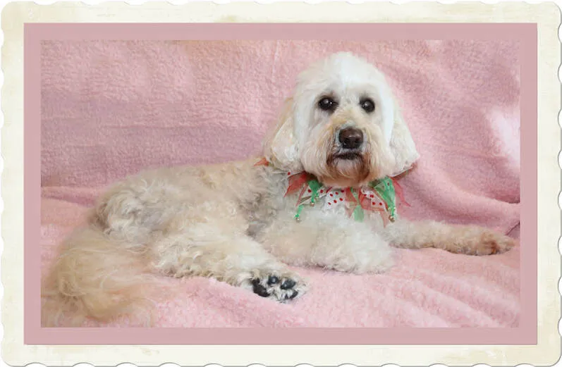 Chloe, a beautiful Labradoodle, celebrating her 16th birthday, showing her longevity.