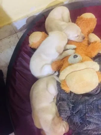 Chocolate brown Labrador puppies resting after a lively playtime session in our Bangalore kennel