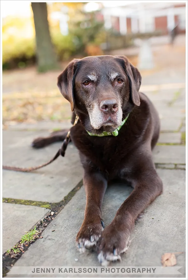 Chocolate Lab