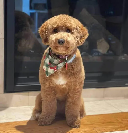 Chocolate Labradoodle puppy Biscuit, ready for the holidays, looking loving and smart.