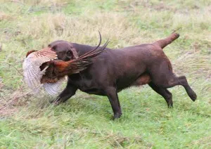Chocolate Labrador puppy playing in the grass