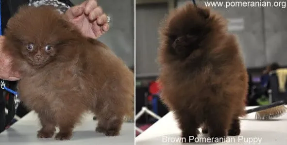 Chocolate Pomeranian puppy with soft brown fur
