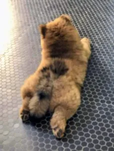 Chow Chow puppy resting in a &quot;frog-like&quot; position