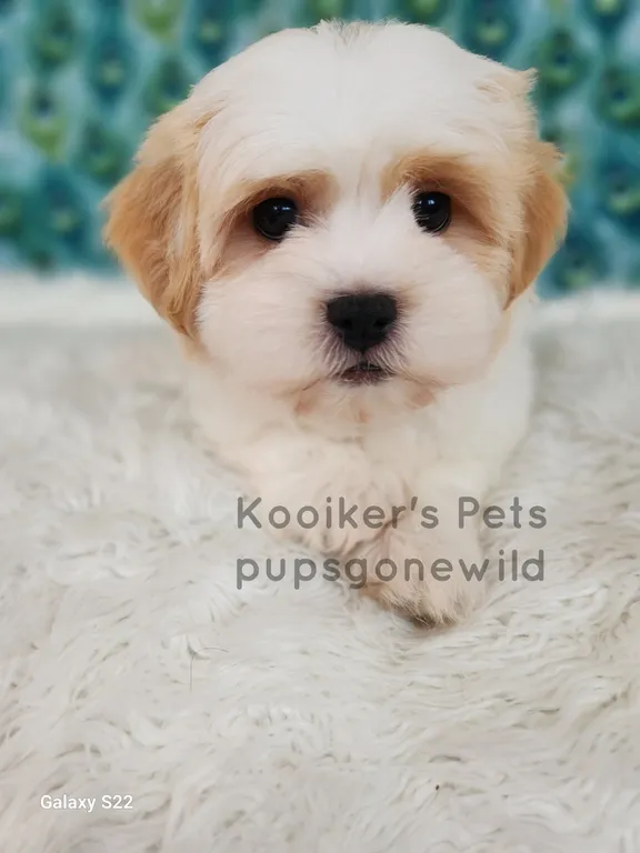 Churro, a tan and white Teddy Bear puppy under 00