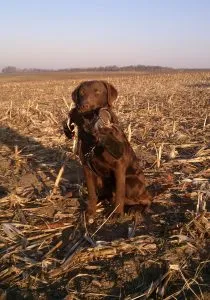 CK's Pay Piper MH, a retired Chesapeake Bay Retriever dam with excellent looks and field talent