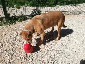 Climber the dog trying to interact with a Kong Wobbler toy