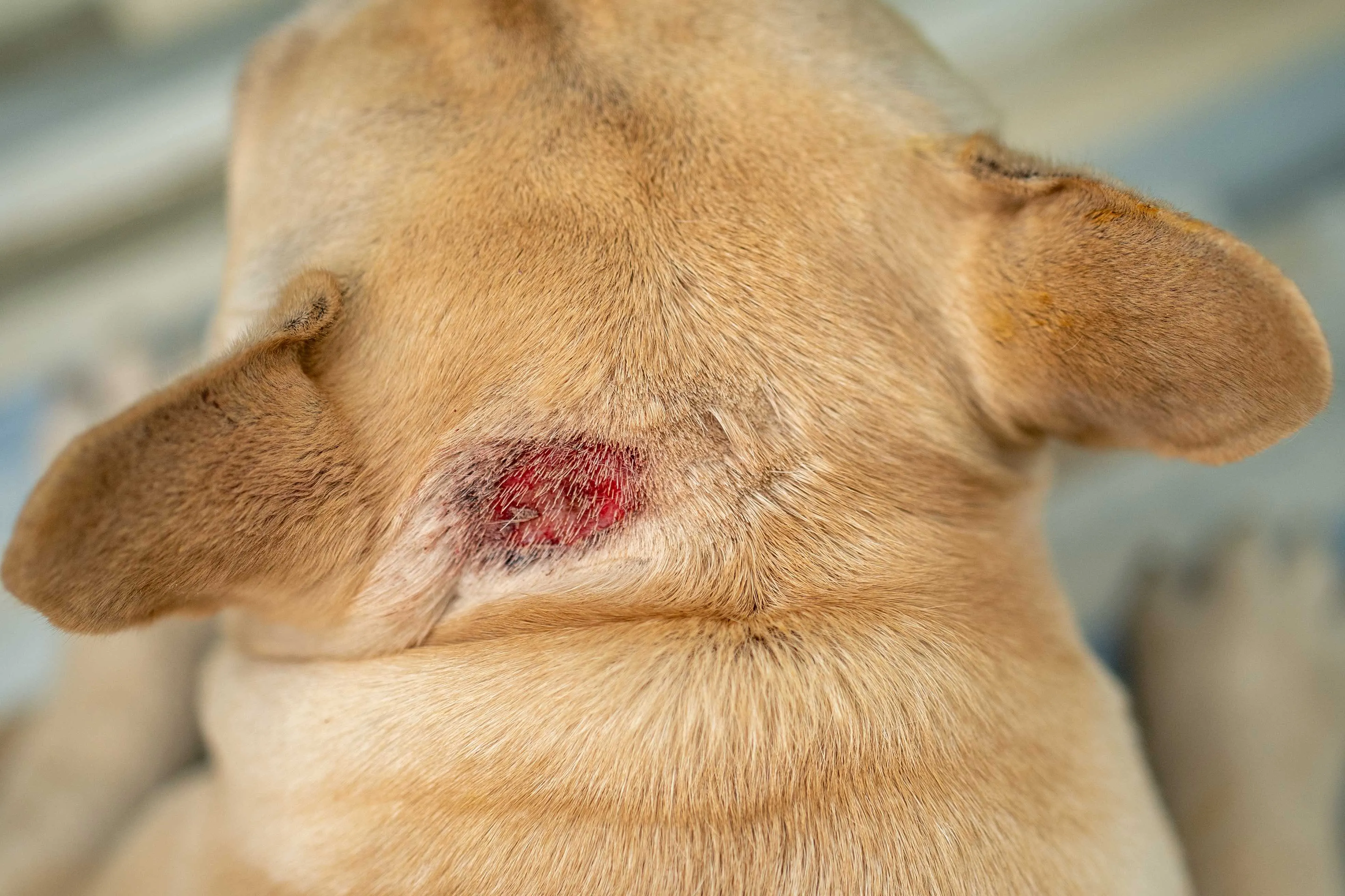 Close-up image of a red, inflamed hot spot on a dog's fur