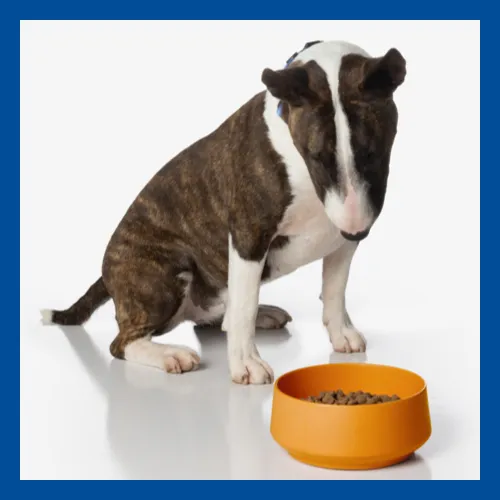 Close-up image of high-quality, textured kibble from Virbac dog food.