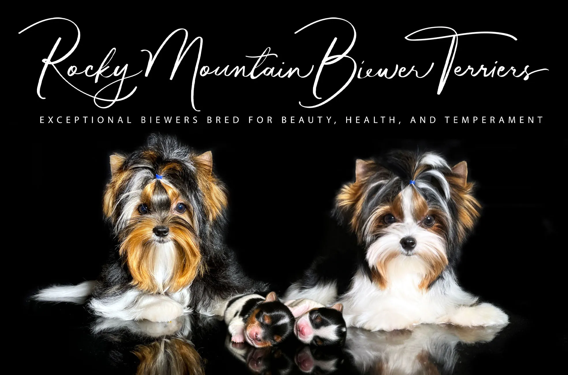 Close-up of a beautiful Biewer Yorkie displaying its distinctive tricolor markings