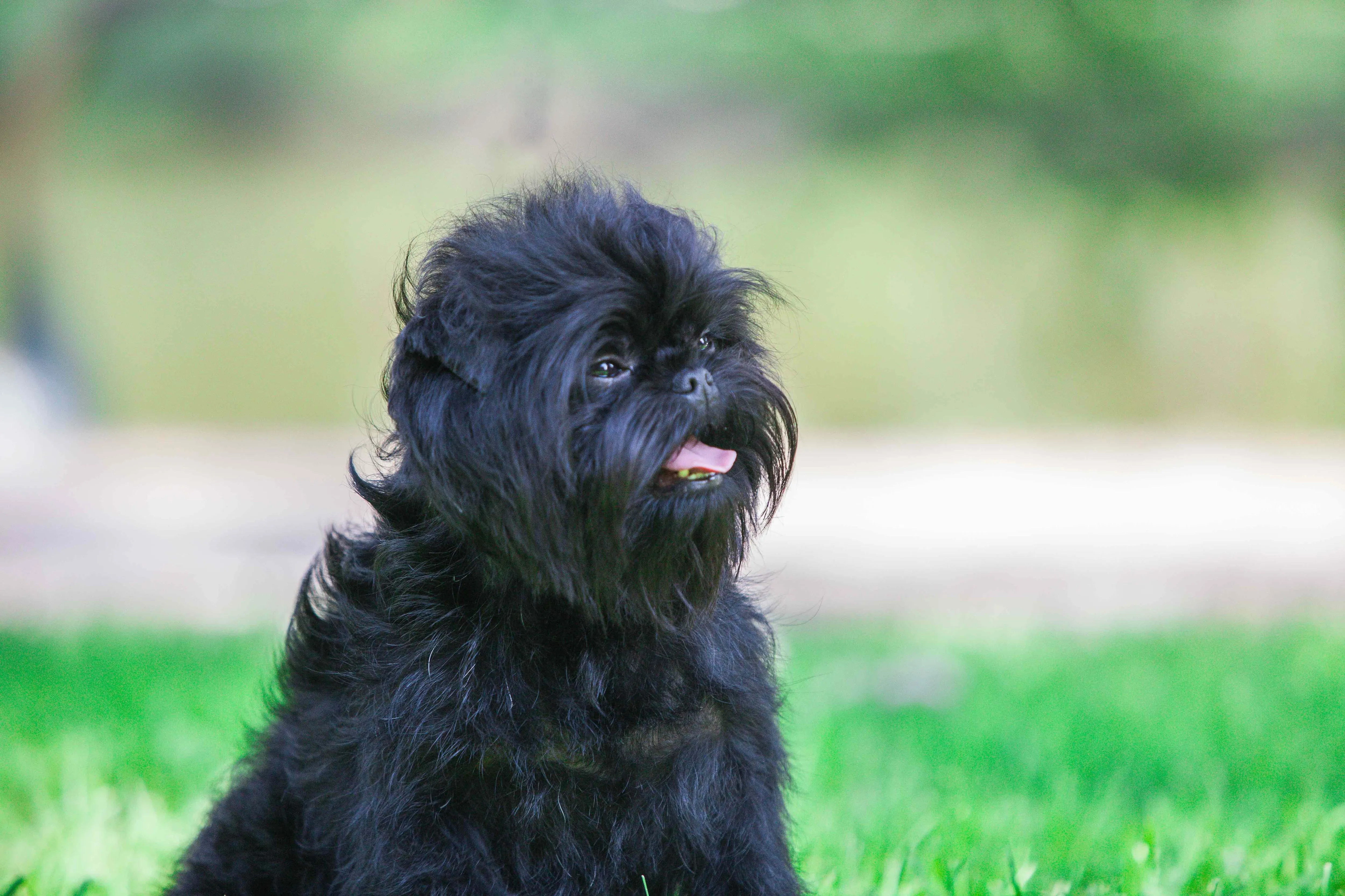 Close-up of a black Affenpinscher dog's face, showing its distinctive wiry hair