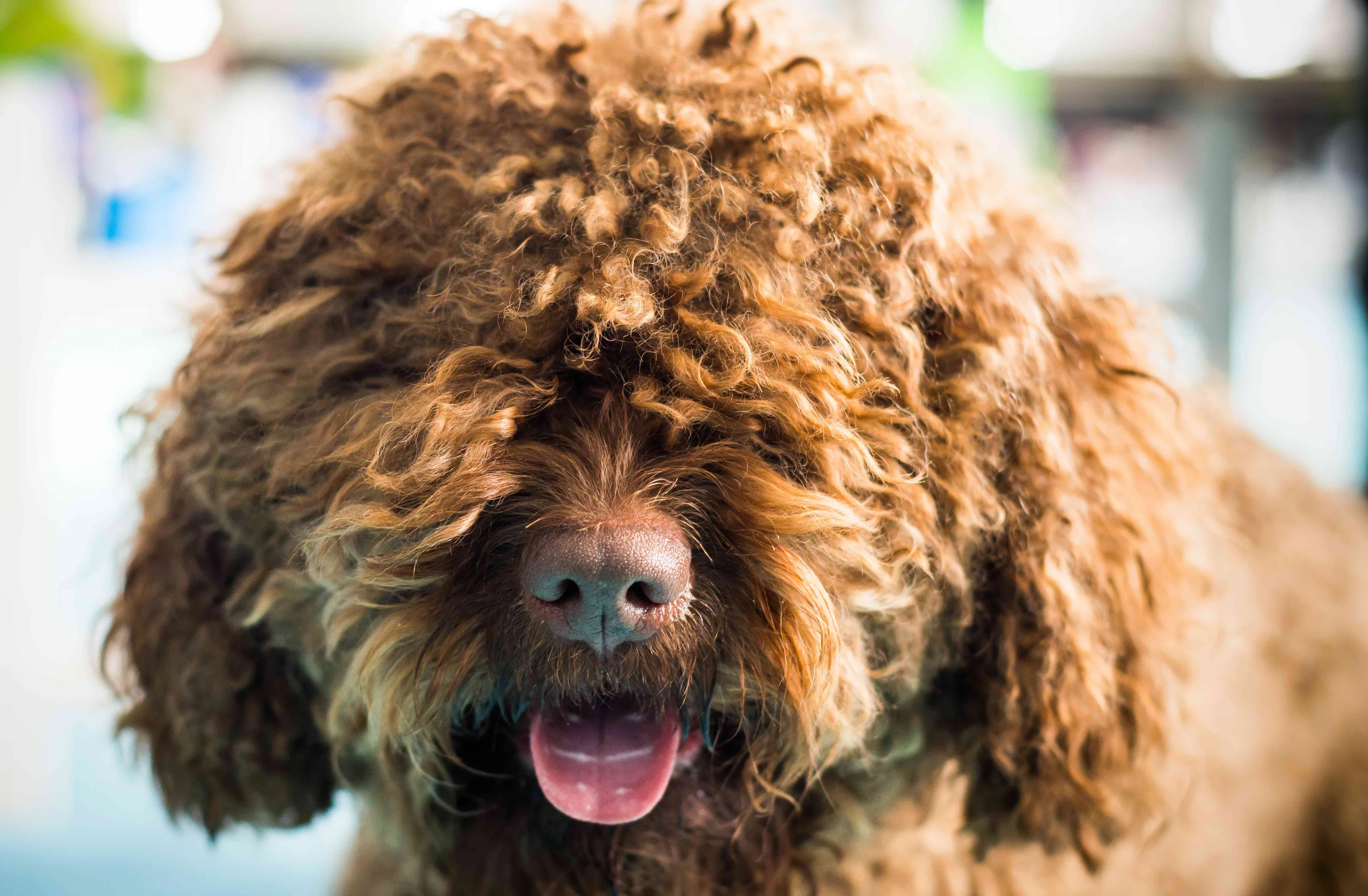 Close-up of a cheerful curly red Barbet dog's face with a characteristic beard
