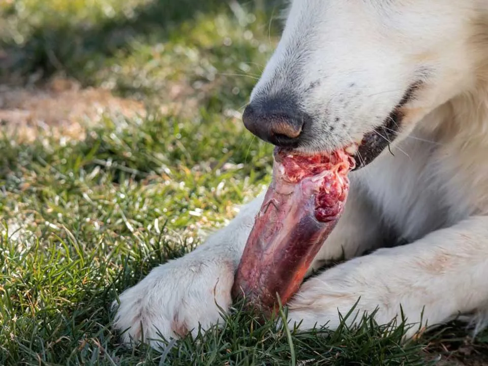Close-up of a dog enjoying a raw beef bone, emphasizing safe chewing practices for raw beef bones