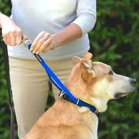 Close-up of a dog owner attaching a leash to both D-rings of the Canny Collar behind the dog's head
