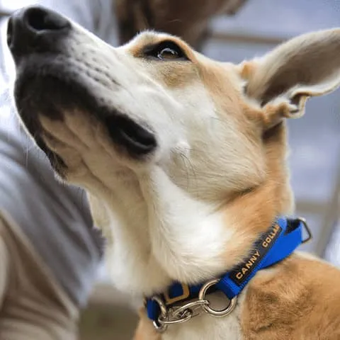 Close-up of a dog's Canny Collar D-rings secured together under the chin with carabiner clips for off-leash activity