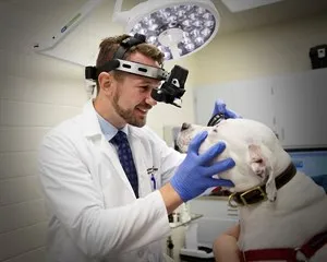 Close-up of a dog's eye undergoing examination for cataract surgery, highlighting the need for pre-operative health assessment.