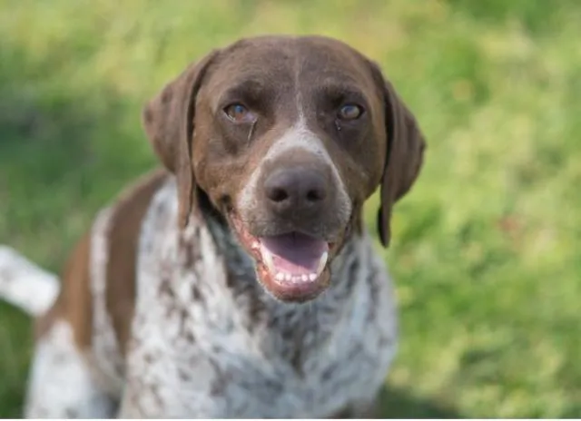 Close-up of a dog's eye with discharge, indicating a potential serious eye condition