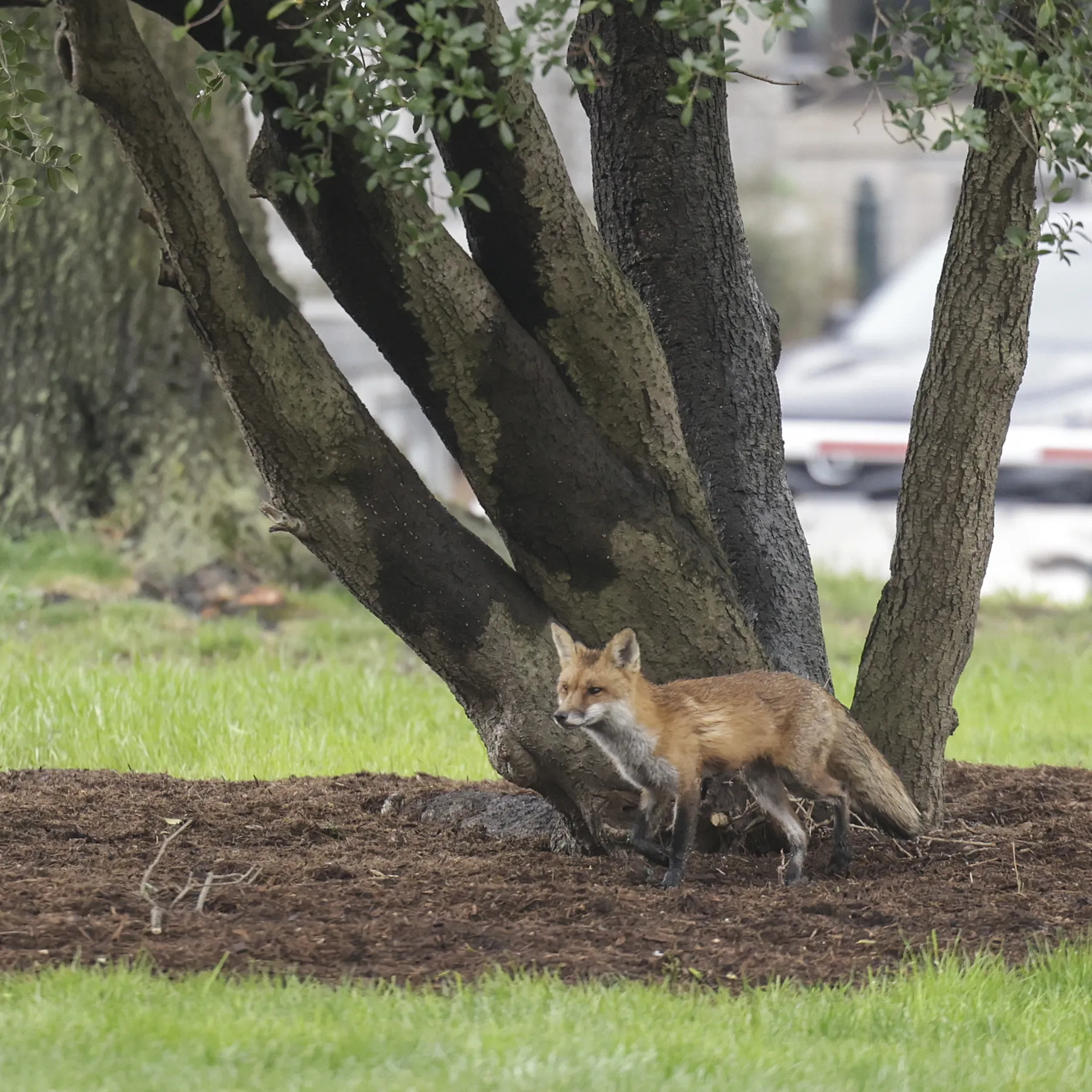 Close-up of a dog's face with swelling around the muzzle, demonstrating a potential allergic reaction after vaccination.