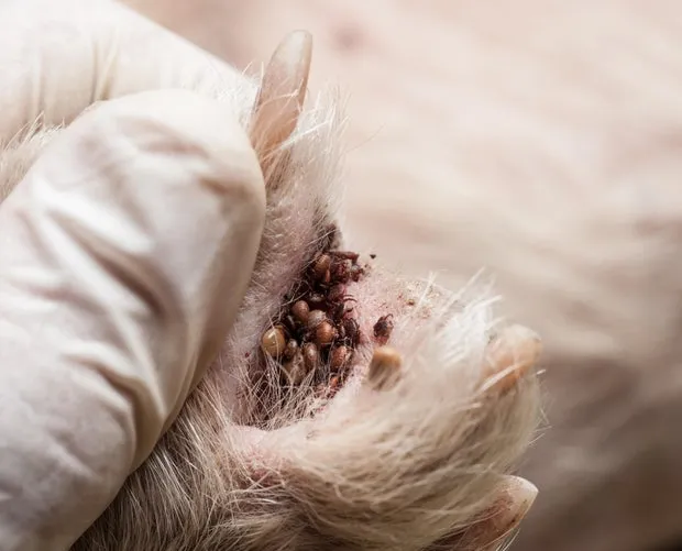 Close up of a dog's paw with ticks hiding between toes