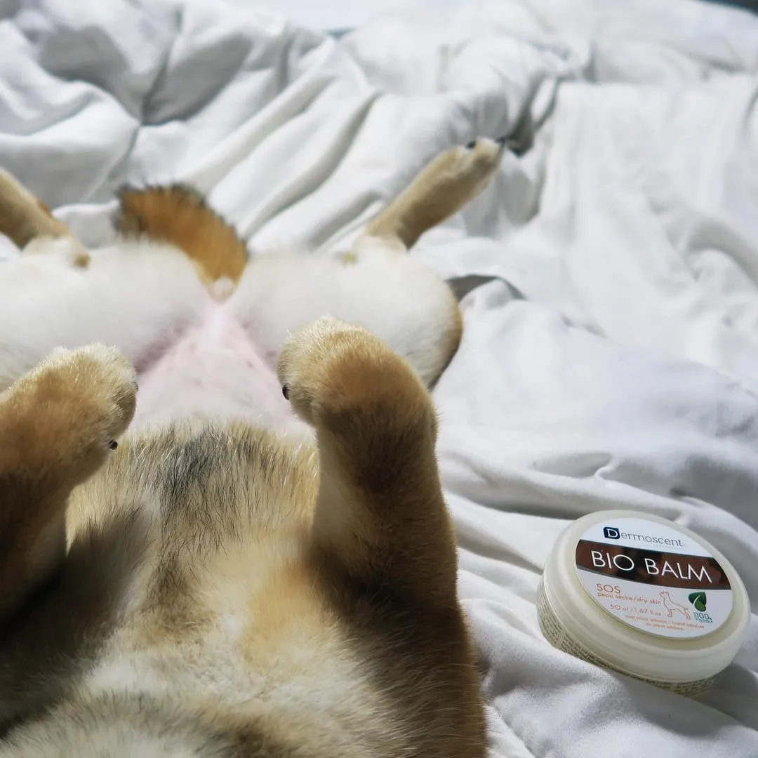 Close-up of a dog's restored, smooth nose after treatment with Dermoscent BIO BALM for dryness and cracks.