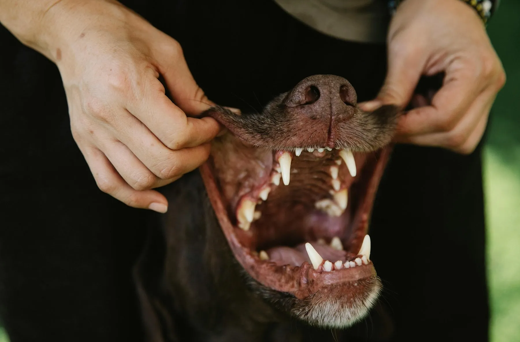 Close-up of a dog's teeth showing plaque buildup, emphasizing the need for dental chew toys UK