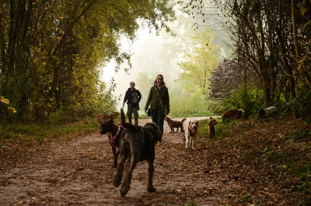 Close-up of a group of well-managed dogs walking together, highlighting the focus required for a walking dogs job.