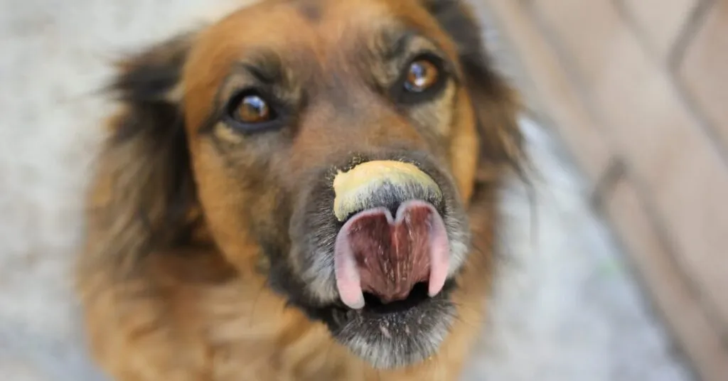 close-up of a happy dog licking a spoon with a small amount of dog-safe peanut butter