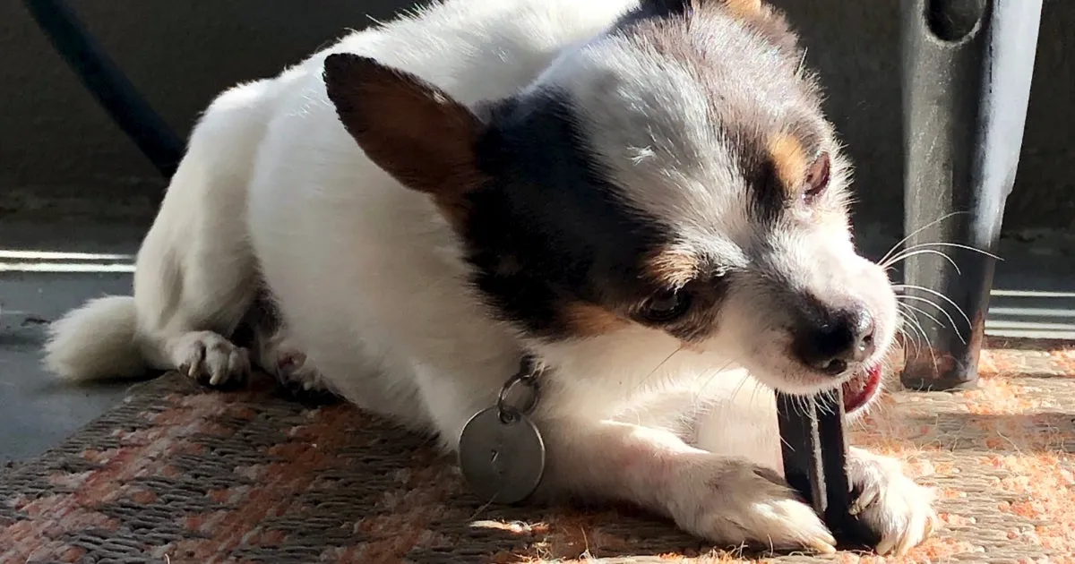 Close-up of a happy puppy chewing a natural treat, demonstrating the enjoyment of best natural chew toys