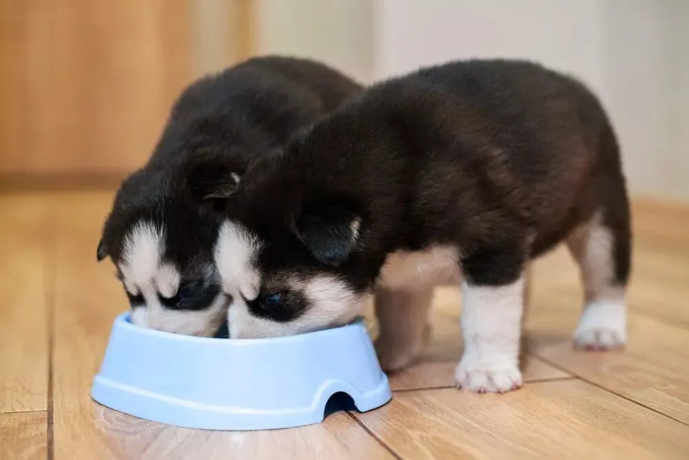 Close-up of a healthy Siberian Husky eating from a bowl, highlighting the importance of a protein-rich diet for muscle development
