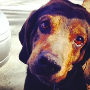 Close-up of a majestic American Leopard Hound with a focused expression