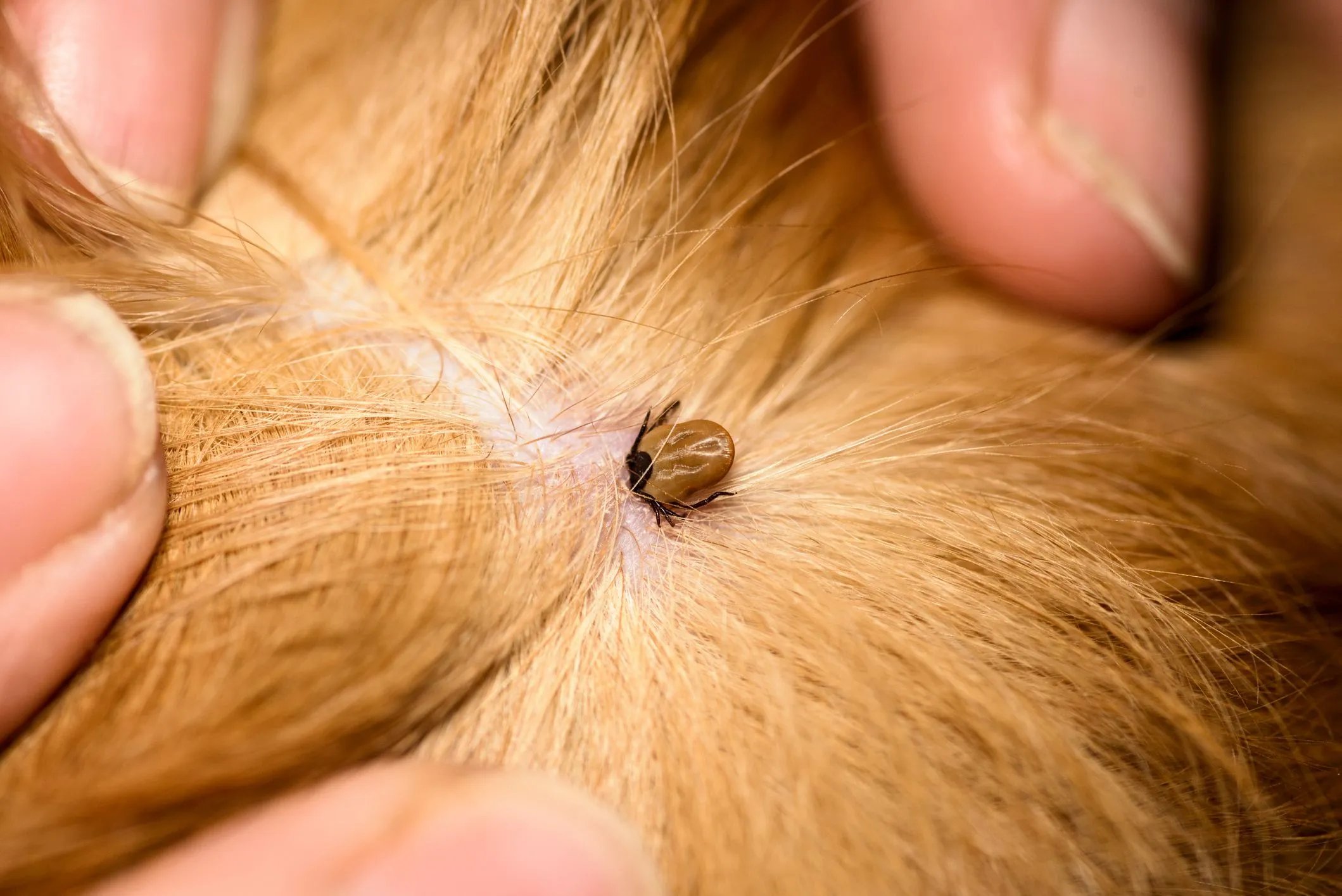 Close-up of a mite on a dog's skin, indicating irritation