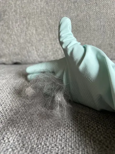 Close-up of a person's hand wearing a blue rubber glove, gently wiping a couch cushion, gathering a clump of dog hair